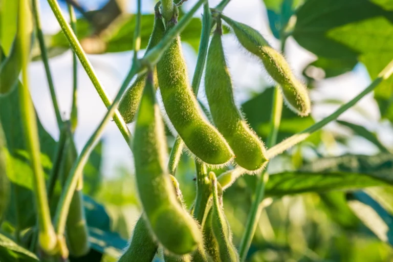 Campo de plantas de soja al amanecer — visco verde de soja: cómo se fabrica el visco sostenible