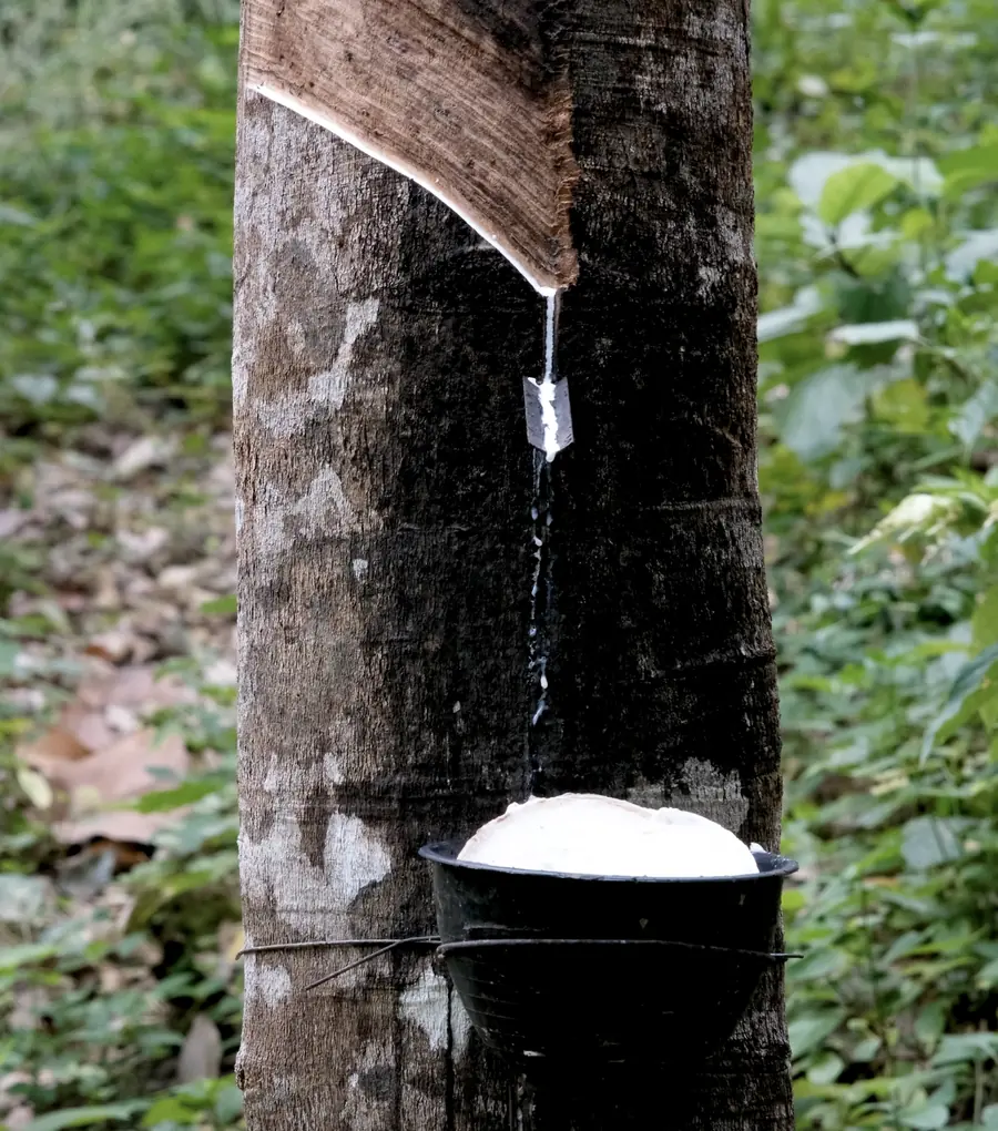 Látex natural cayendo del corte de sangrado de un árbol del caucho a un cuenco